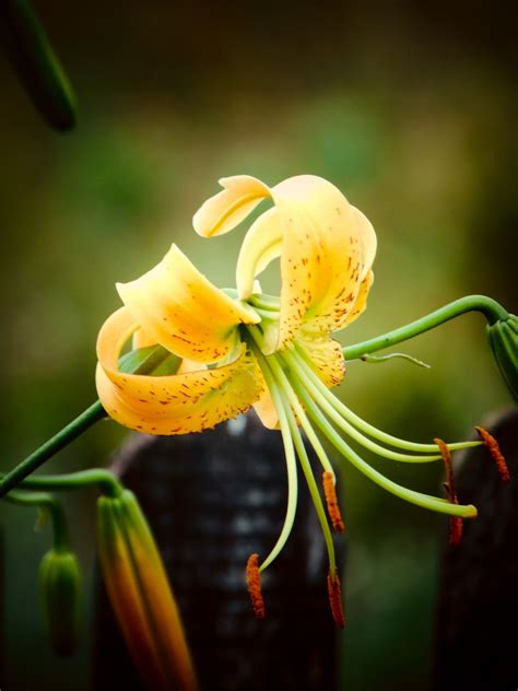 百合花照片|超过 1000 张关于“百合花”和“自然”的免费图片